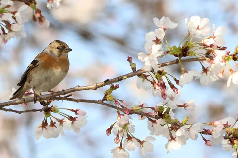 桜色の枝でひと休み