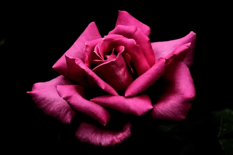 闇夜に咲く、情熱の薔薇