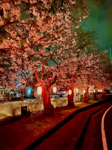 夜桜と灯りの路をゆく
