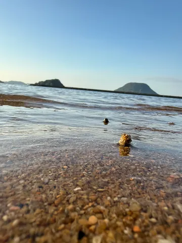 水辺の小さな冒険者