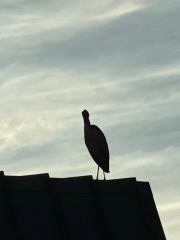 夕暮れの屋根と鳥