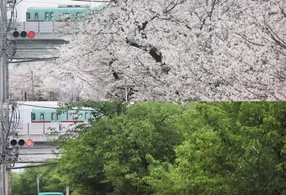 桜と電車の、春の風景