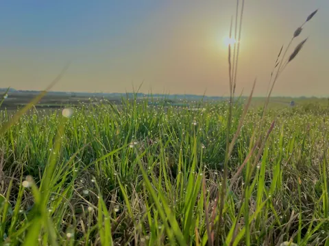 朝露がきらめく草の海