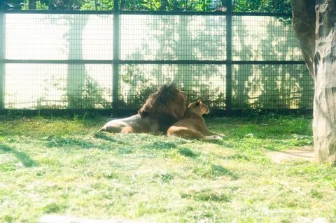 百獣の王」もまったり
