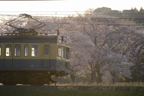 桜舞う線路を走る列車