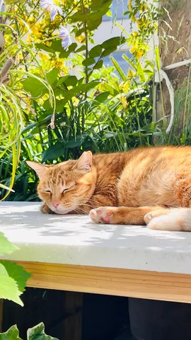 木漏れ日と猫の昼寝