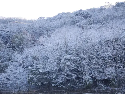 霜化粧の森の静寂