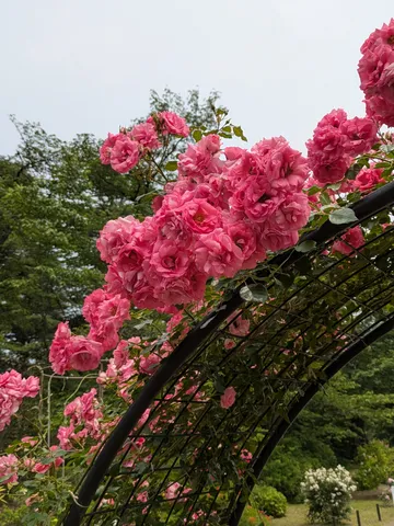 アーチに咲く華やかな薔薇