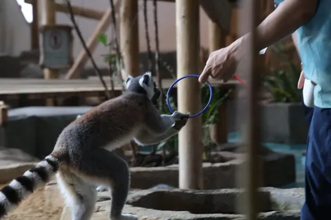 リングを巡る、小さな冒険