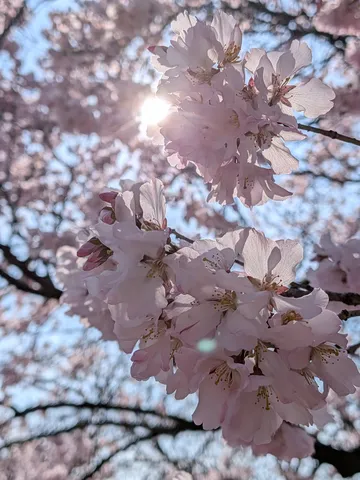 光をまとい輝く桜の花々