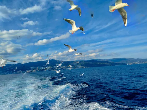 海原を舞う鳥たちの祝福