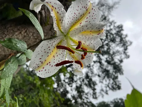 雨粒を纏った白い百合