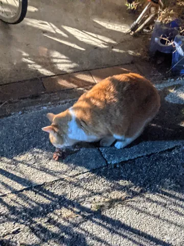 日差しを浴びて、食事中の猫
