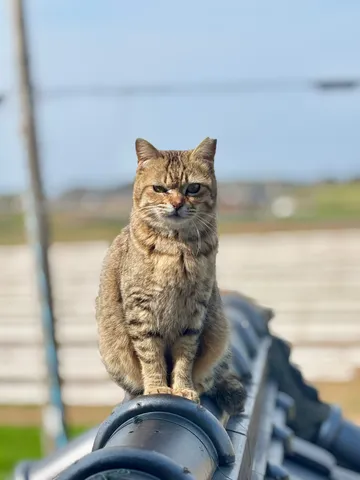瓦屋根に佇む、孤高の猫