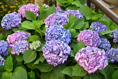 紫陽花のグラデーション