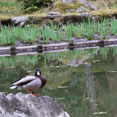 岩の上から見守る鴨