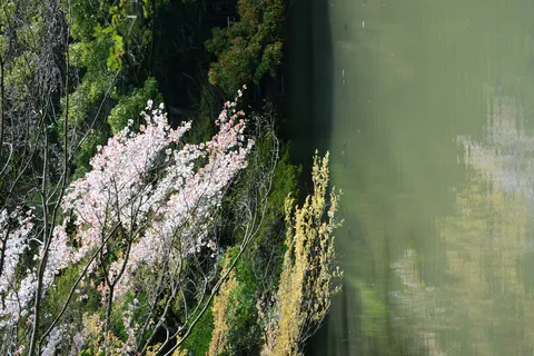 水辺を彩る桜と新緑
