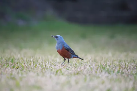 静寂の丘に佇む青き鳥