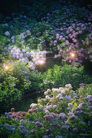 夜を照らす紫陽花の灯り