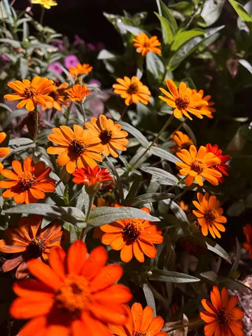 太陽に照らされたオレンジの花畑