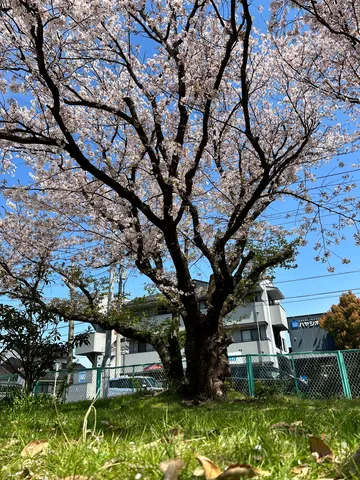 桜と青空の大樹の瞬間
