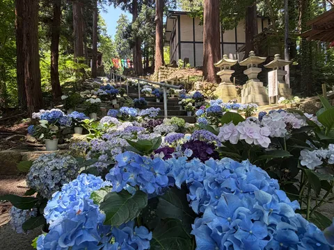 紫陽花が彩る、静寂の石段