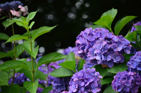 幽玄なる紫陽花の世界