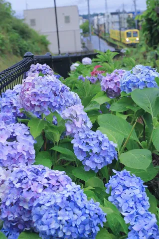 雨粒きらめく紫陽花の小径