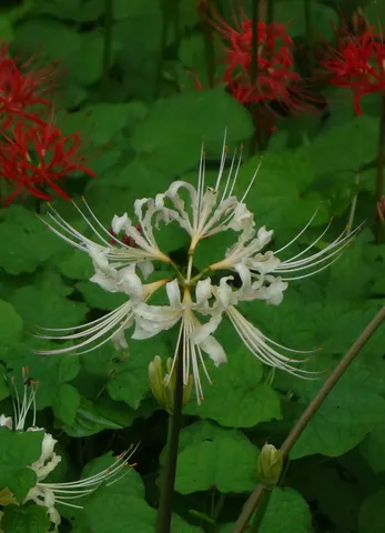 白と赤の花が奏でる庭
