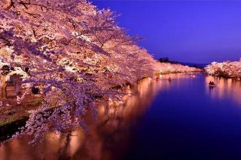 夜桜と水面が織りなす幻想的な光景