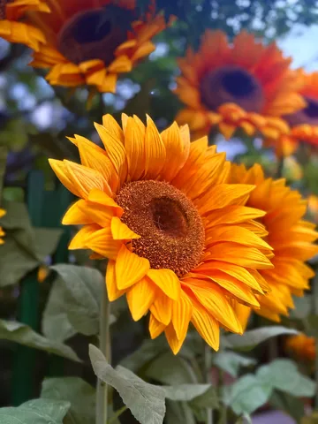 sunflowers bloom in the summer