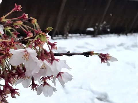 雪景に咲く花の静寂
