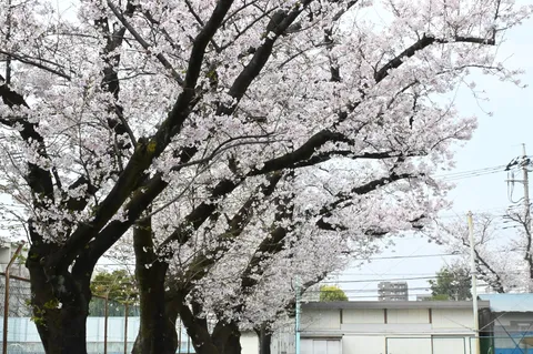 満開の桜、電線に映える春