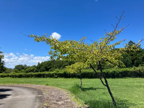 緑と青空、夏の道
