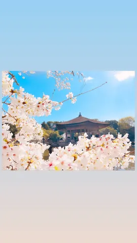 春風に舞う桜と古都の風情