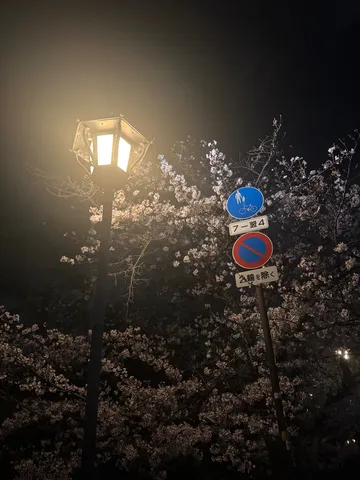 夜桜と街灯、標識のコントラスト