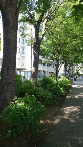 木陰の都市散歩道