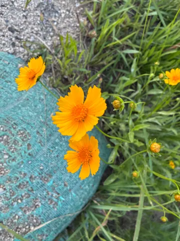 野に咲く元気な黄色