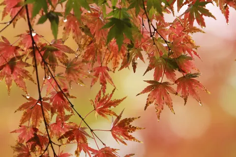 雨粒の雫、紅葉の切なさ