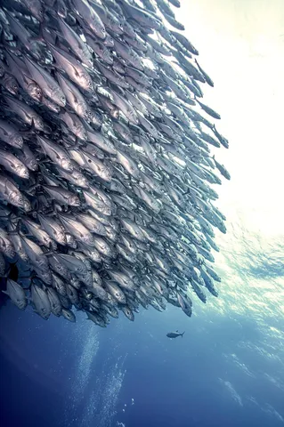 一体感に包まれる魚群の渦