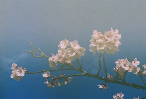 青空に映える桜の舞