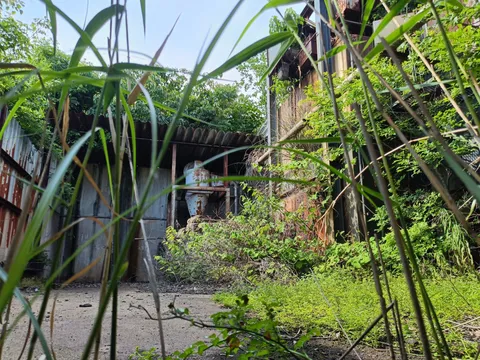 深い緑に沈む産業の跡