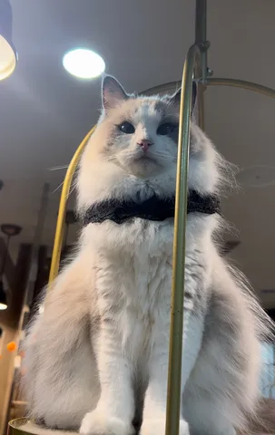 気品あふれる猫様、降臨