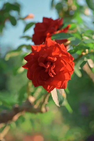 深紅のバラ、妖艶な微笑み
