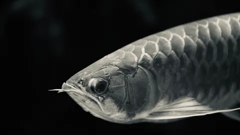 銀鱗の神秘、静寂のarowana