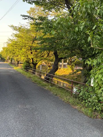 木漏れ日と小道の静けさ