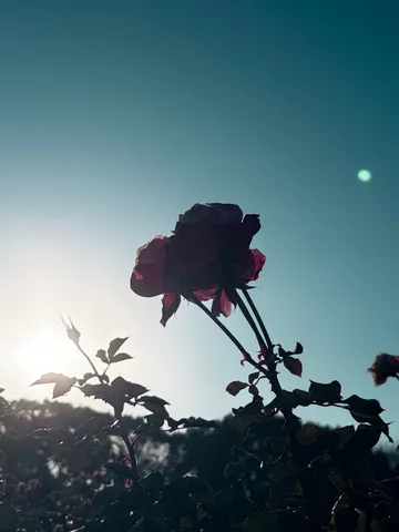 夜明け前の薔薇のシルエット