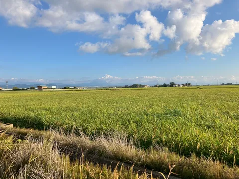 黄金色の絨毯、広がる空