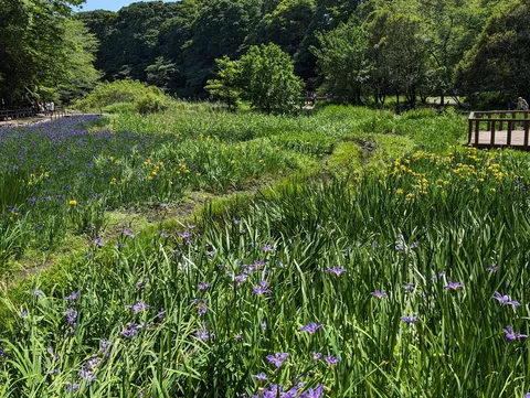 彩り豊かなアイリスの園