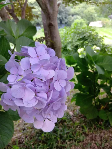 雨露に濡れた紫陽花の雫